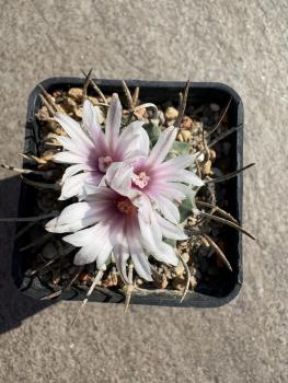 Turbinicarpus sanchez mejoradae